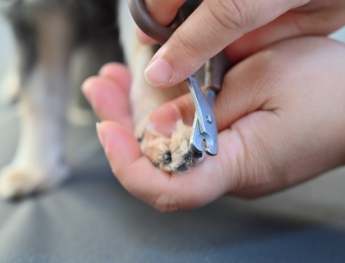 犬猫 部分ケア